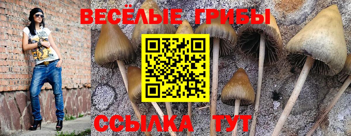 Псилоцибиновые грибы Psilocybine cubensis  Псилоцибиновые грибы GOLDEN TEACHER  Вход с VPN  как найти наркотики  Кондопога 
